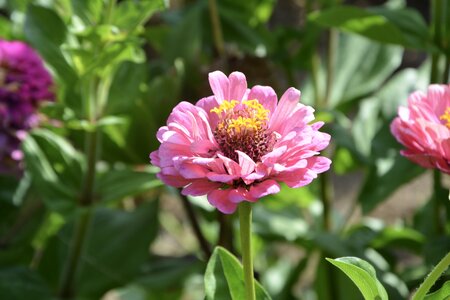 Nature bouquet plants