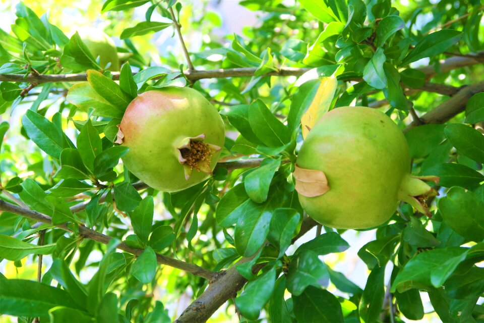 Plant food healthy