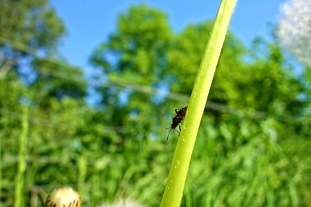 Invertebrates antennae crawling