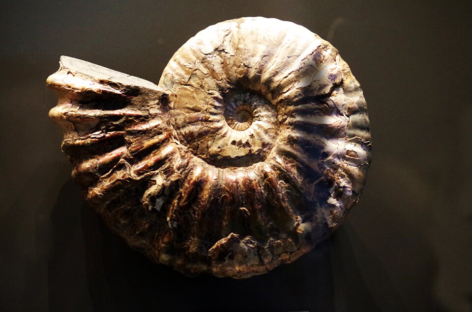 Museum history fossil
