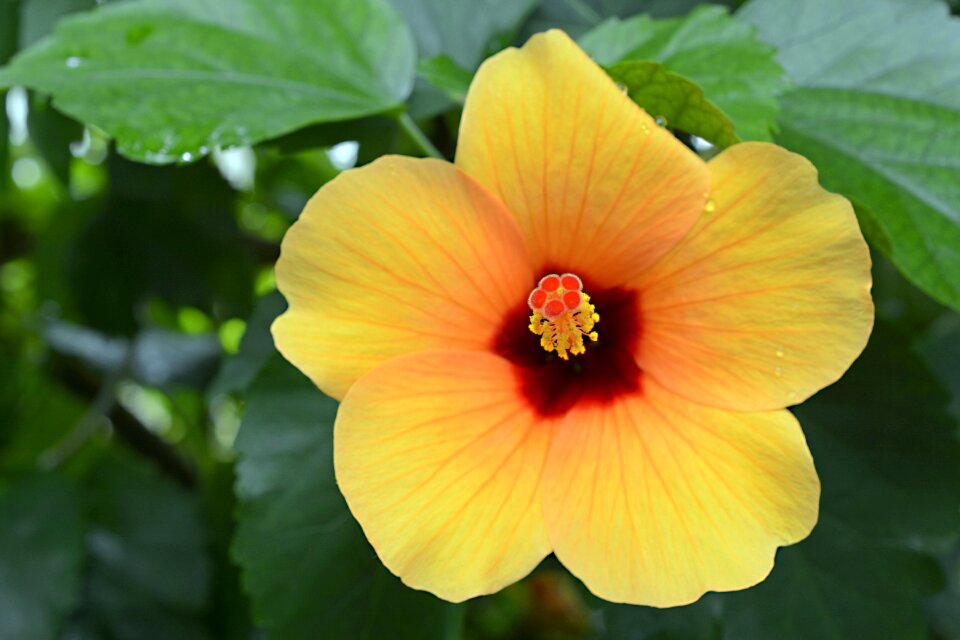 Flower nature summer