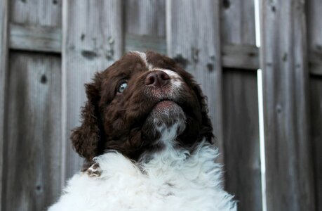 Cute funny portrait