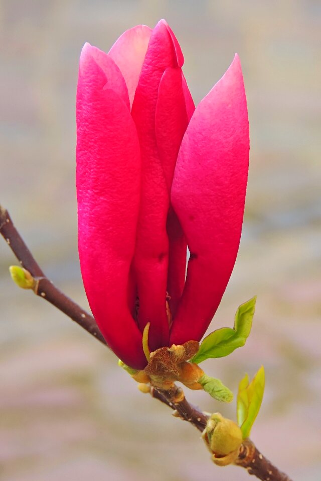 Nature flower plant