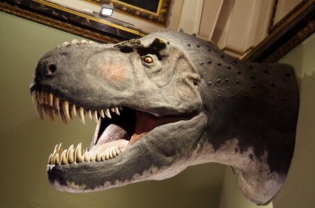 Teeth museum carnivore