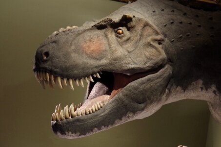 Teeth museum carnivore