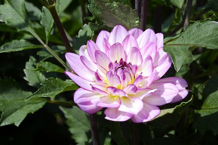 Bloom dahlia garden late summer