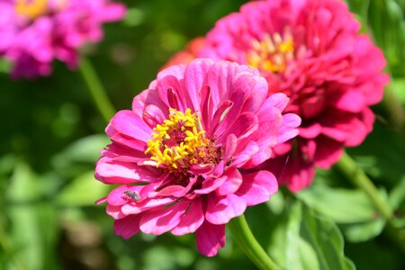 Nature bouquet plants