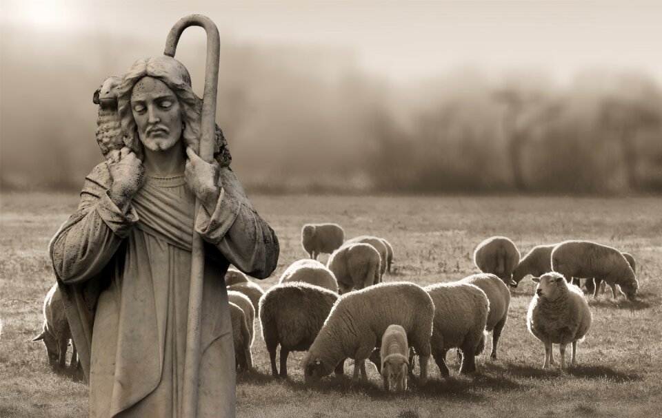 Schäfer sheep christ