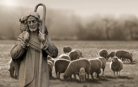 Schäfer sheep christ photo