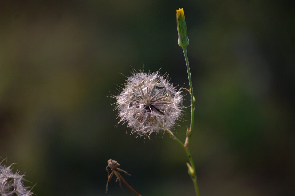 Flower summer dandelion