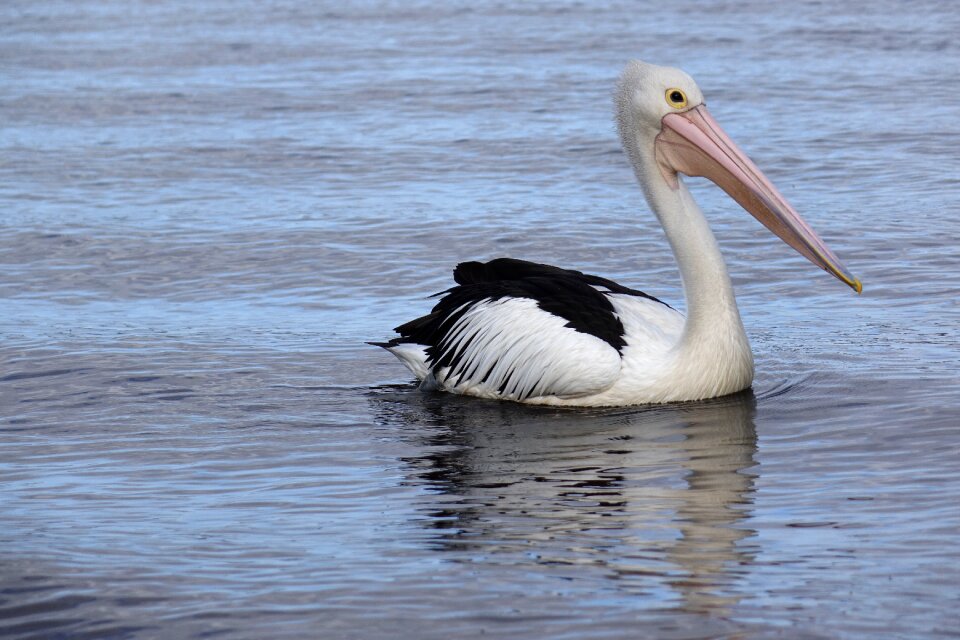 Walepole nature animal