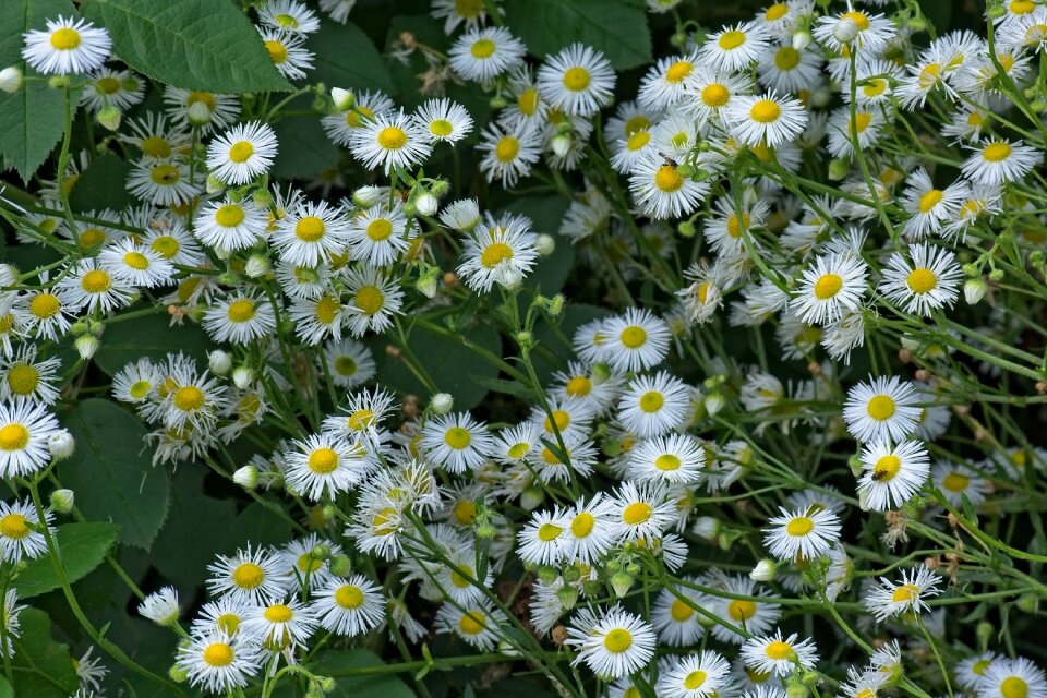 Fleabane wild flower pointed flower