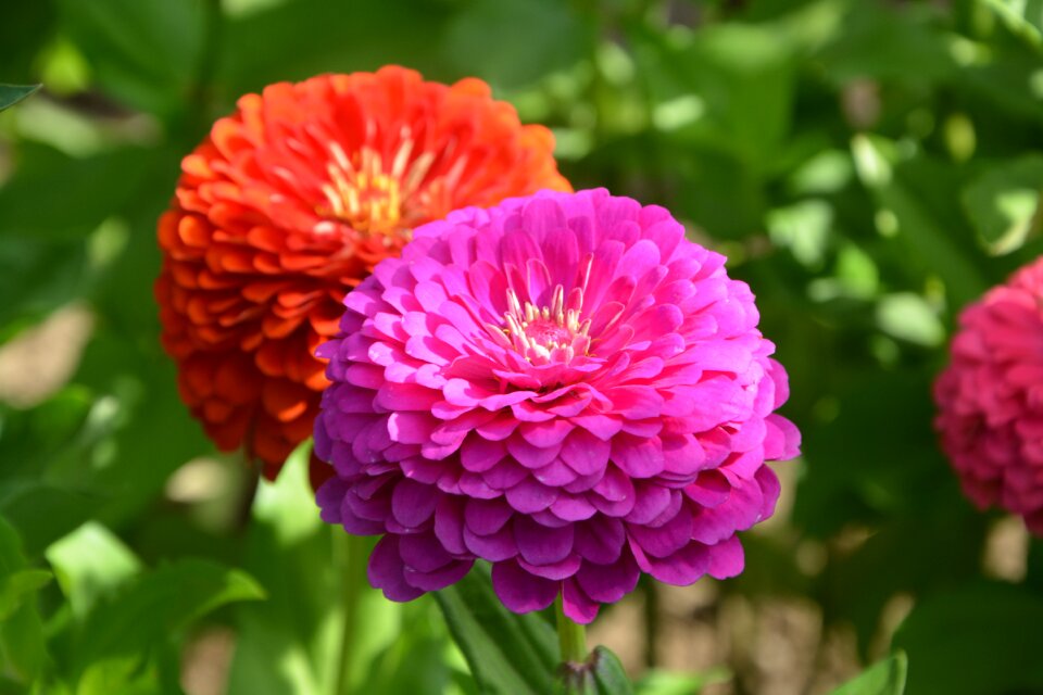 Nature bouquet plants