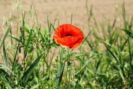 Poppy flower flowers plants