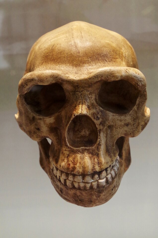 Man museum skeleton