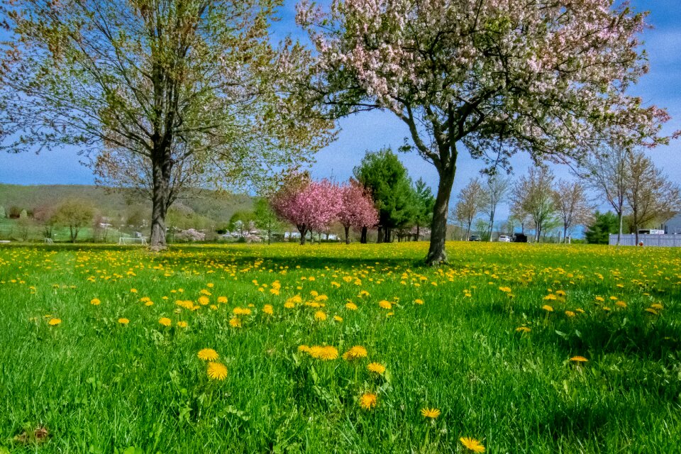 Blossom blooming branch