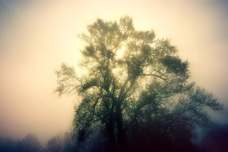 Fog ray of hope landscape