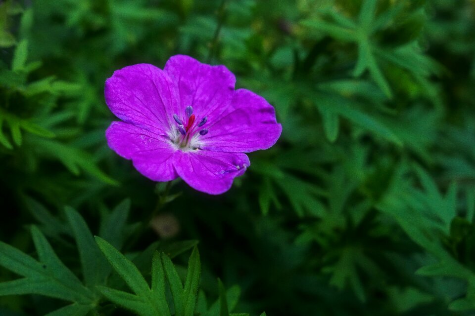 Purple nature plant photo