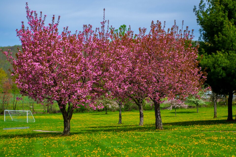 Blossom blooming branch