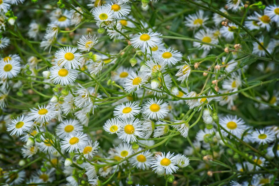 Fleabane wild flower pointed flower