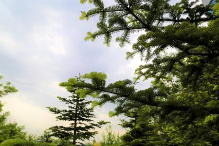 Tree nature plant