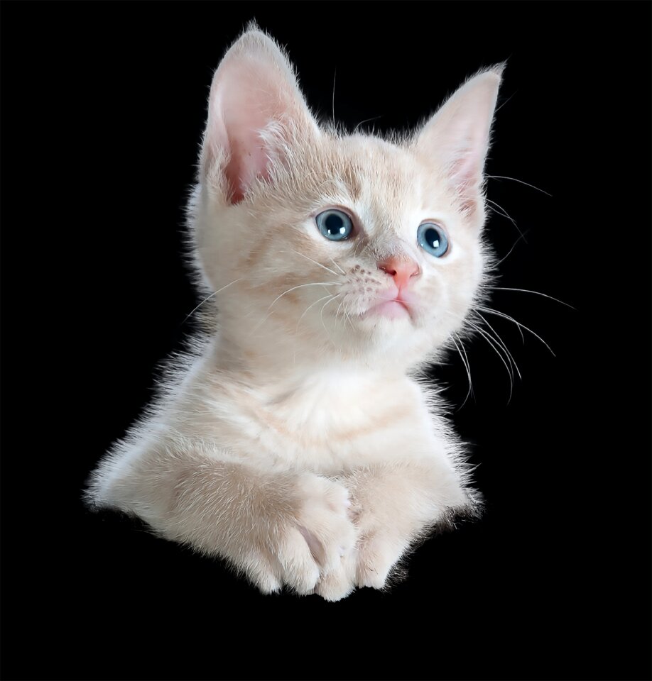 Pet animal domestic cat