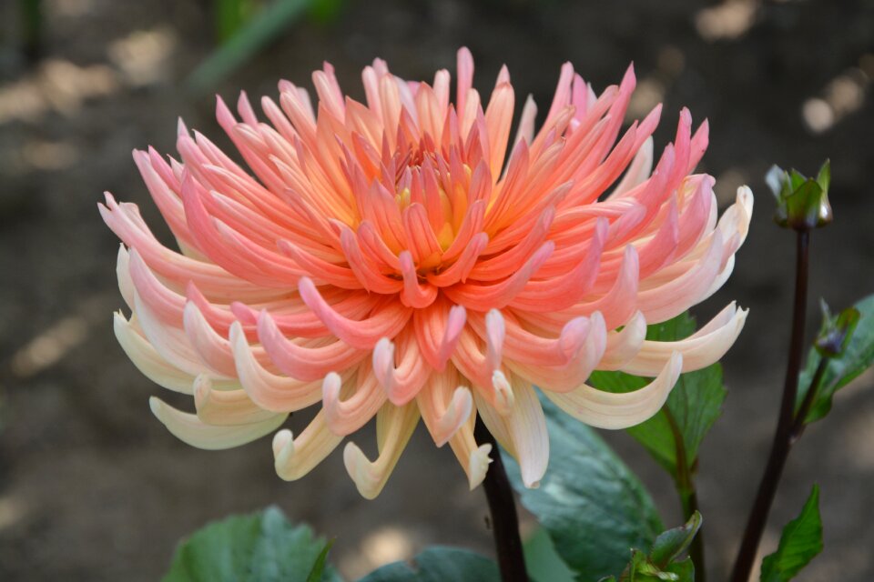 Petals nature bouquet