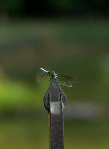 Green wings outdoors photo