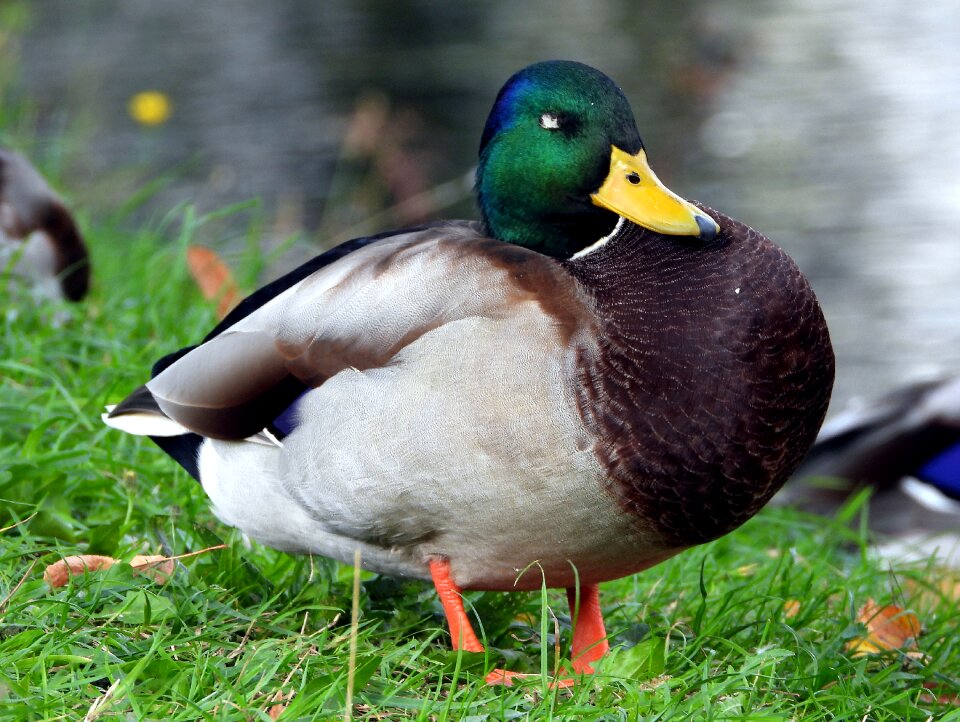 Bird water wild