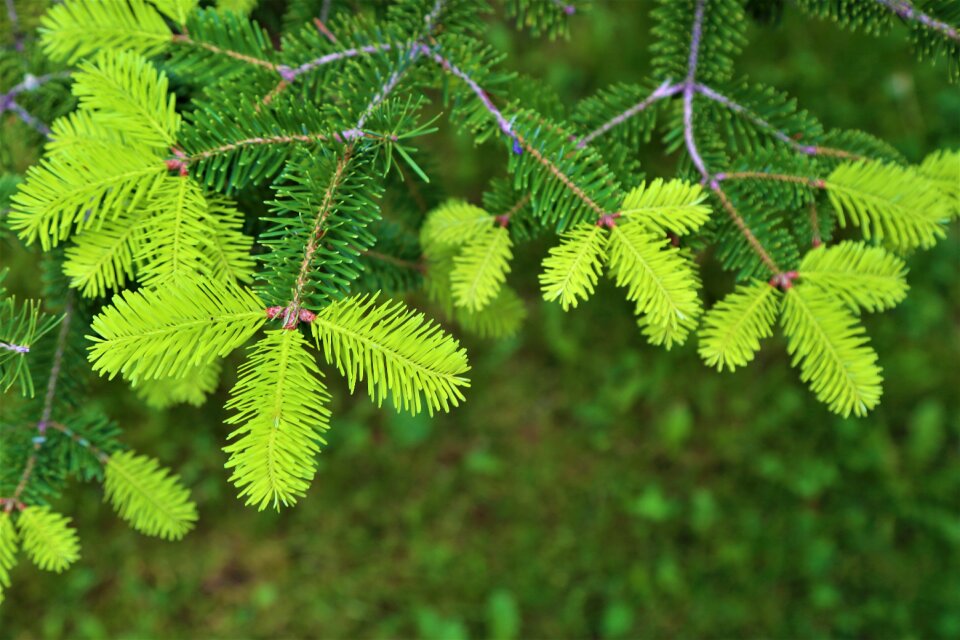 Nature pine branch