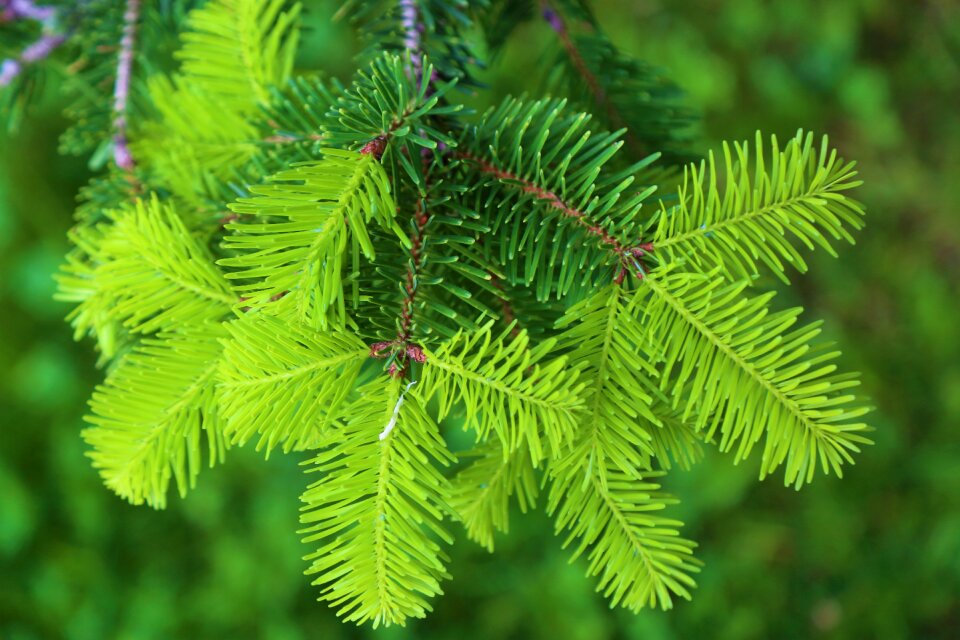 Plant green forest