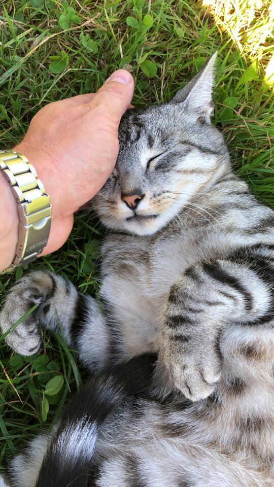 Mackerel purr enjoy