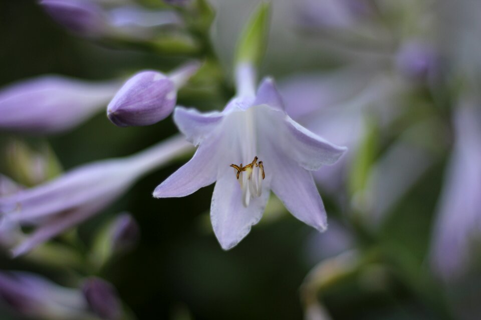 Botanical macro nature