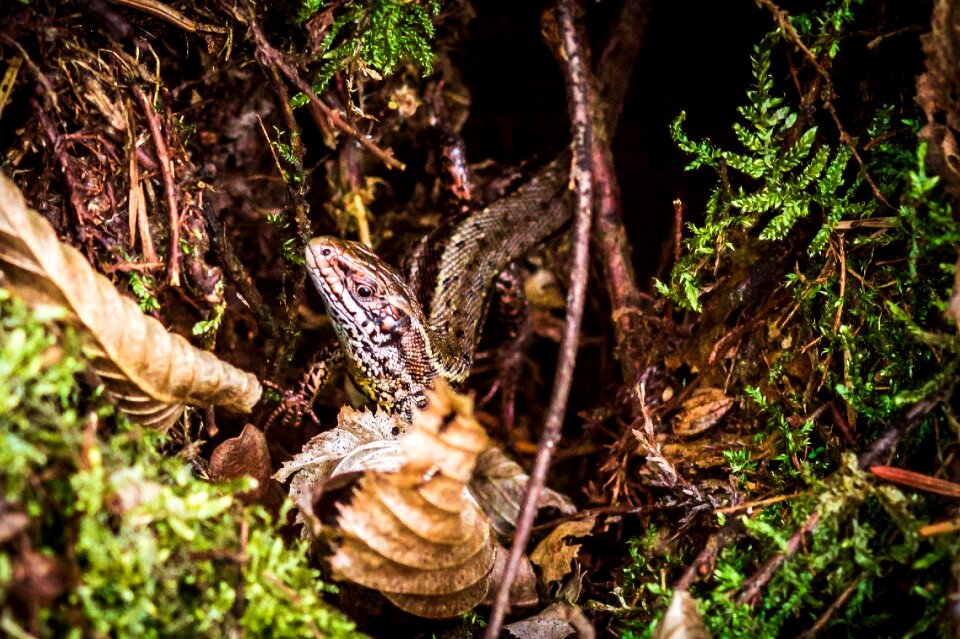 Lizard sand lizard macro