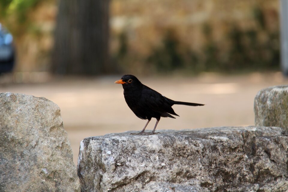 Black yellow beak bird