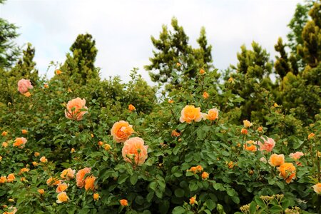 Flower roses plant photo