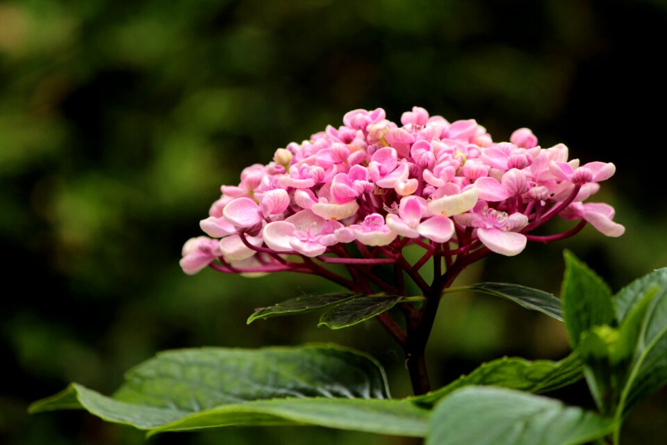 Garden summer decorative