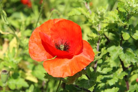 Nature flower peace