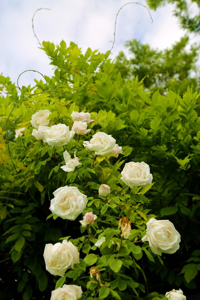 Exile plant flower