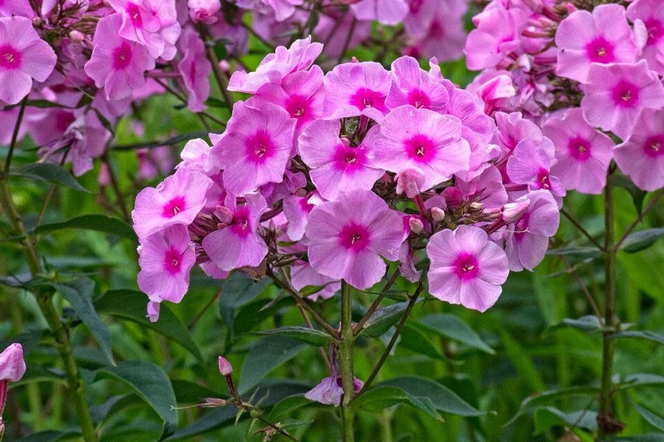 Garden plant color nature