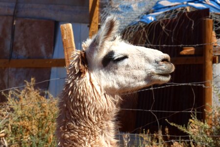 Chile bolivia wool