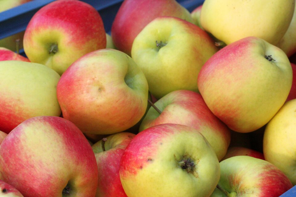 Orchard vitamins apfelernte