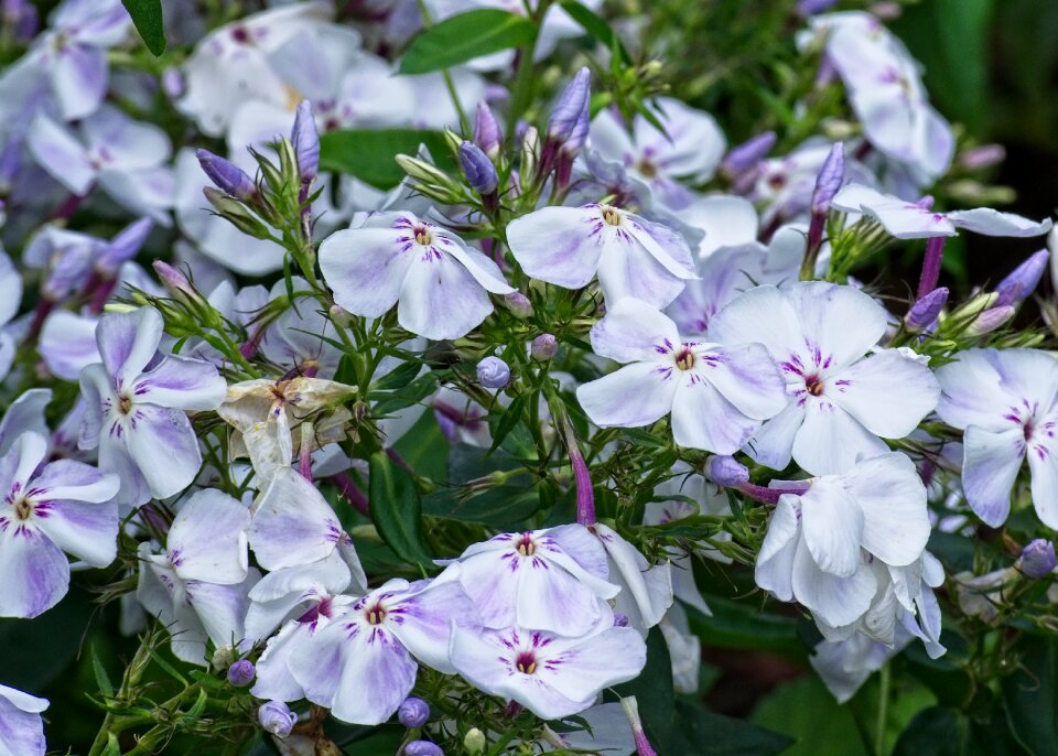 Garden plant color nature