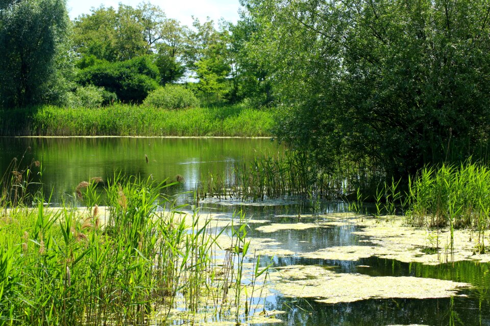 Holiday water vegetation