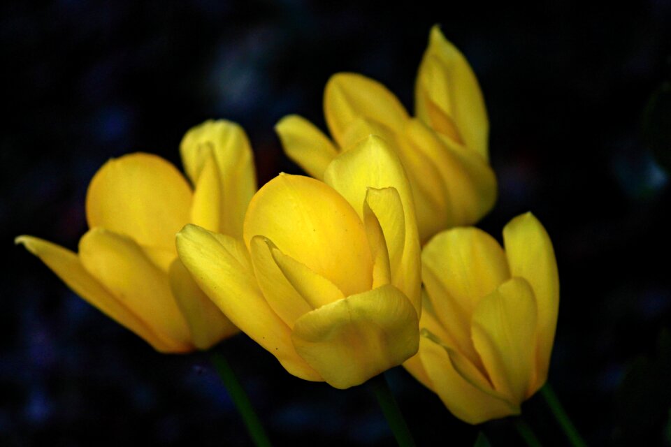 Bloom several flowers
