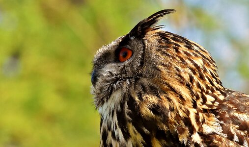 Eagle owl animals wild bird photo