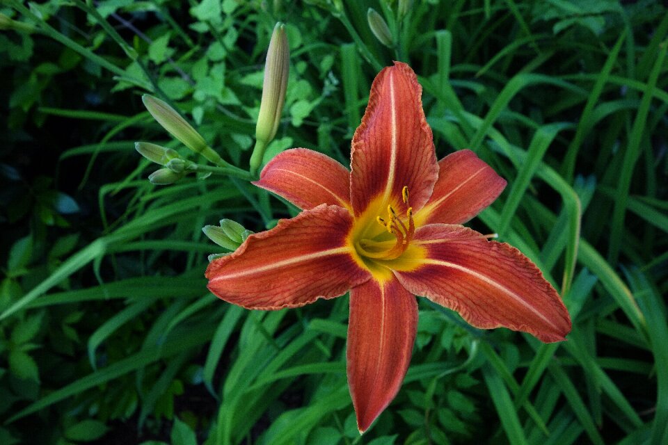 Flower nature stamen