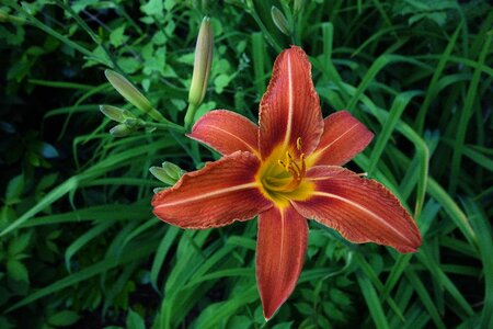 Flower nature stamen
