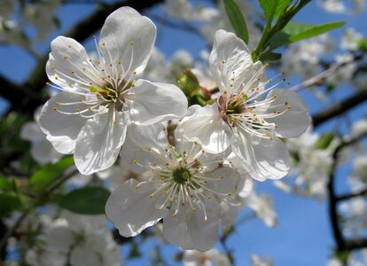 Cherry wood branch