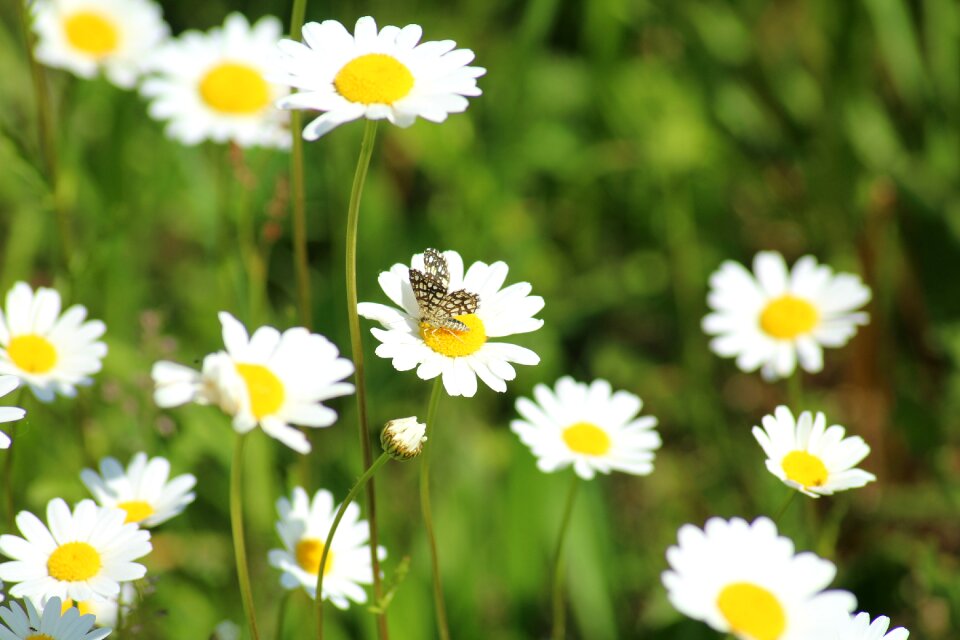 Meadow butterfly insect